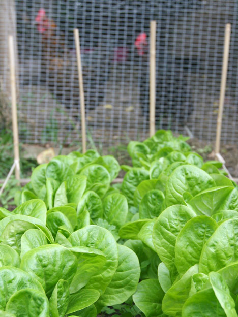 garden3