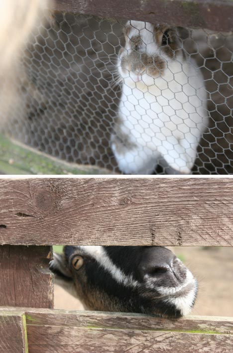 farm2