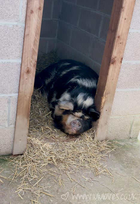 farm3