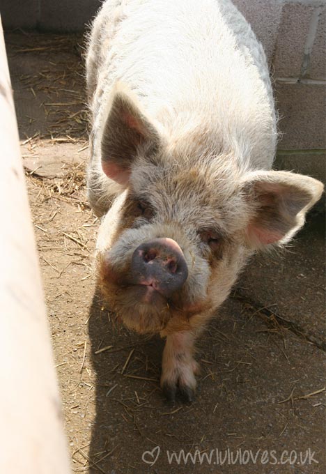 farm4